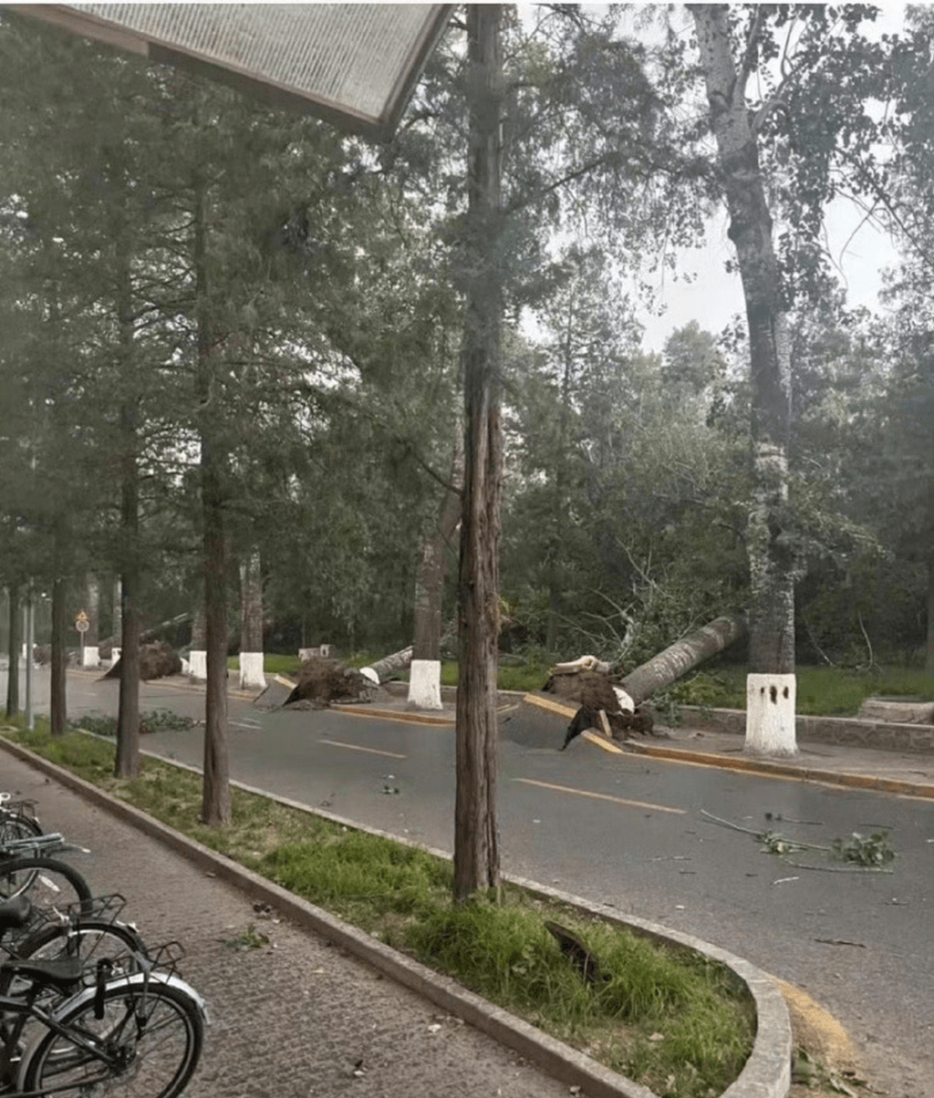 風雨中北京多處樹木倒伏。 微博