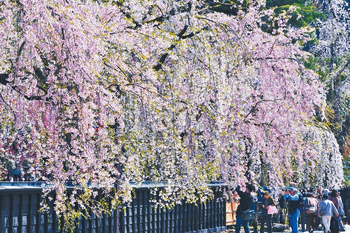 秋田縣著名遊點角館武家屋敷，春日的櫻花景致浪漫迷人。
