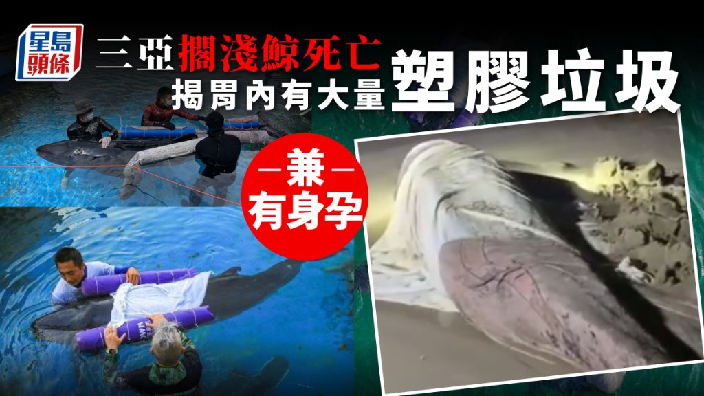 工作人員曾努力救助擱淺的鯨魚。