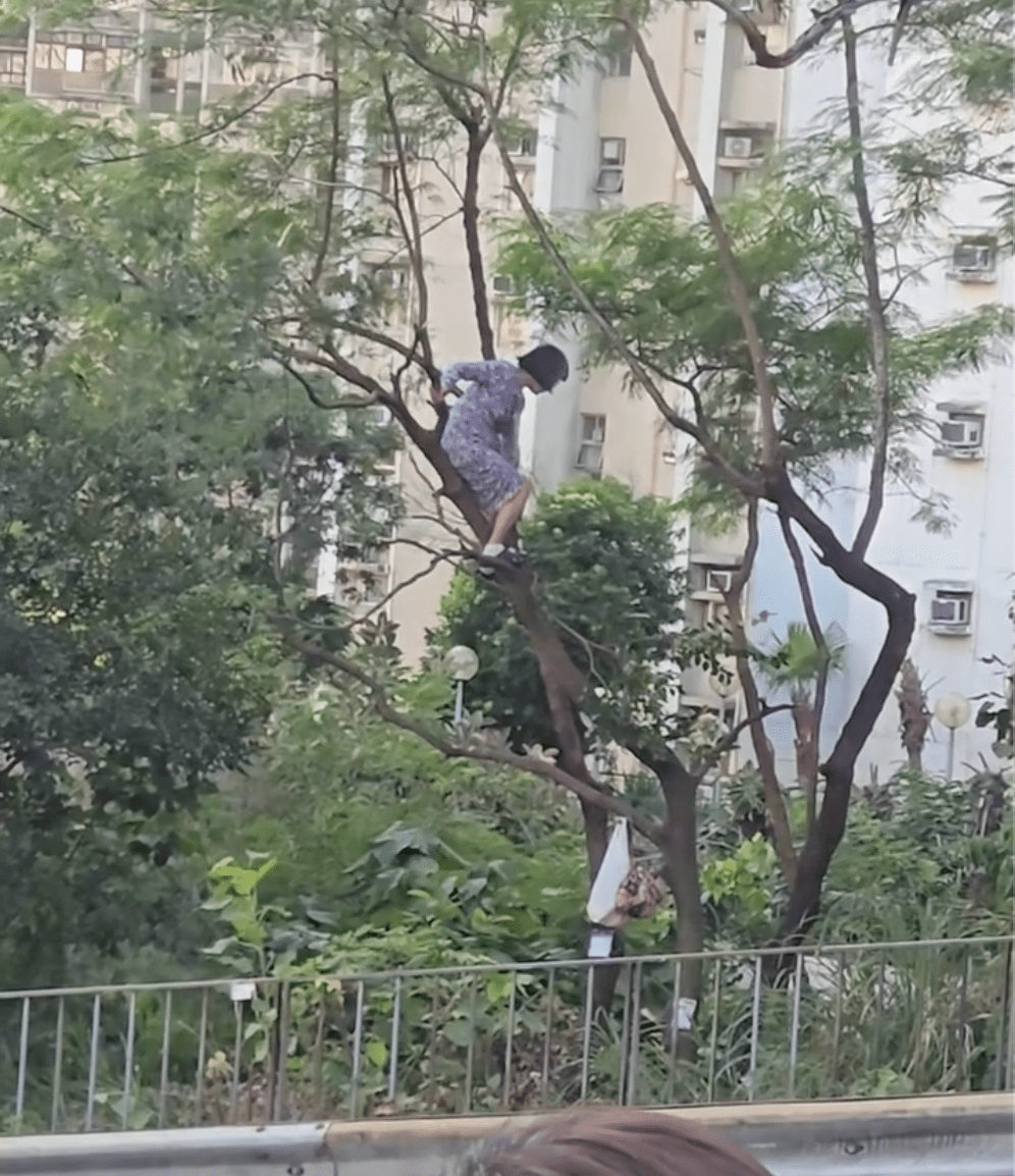 一名身穿連身裙的女子,在沙田坳道近東華三院黃大仙醫院一處山坡爬樹。Facebook 香港交通及突發事故報料區 影片截圖 一名身穿連身裙的女子,在沙田坳道近東華三院黃大仙醫院一處山坡爬樹。Facebook 香港交通及突發事故報料區 影片截圖