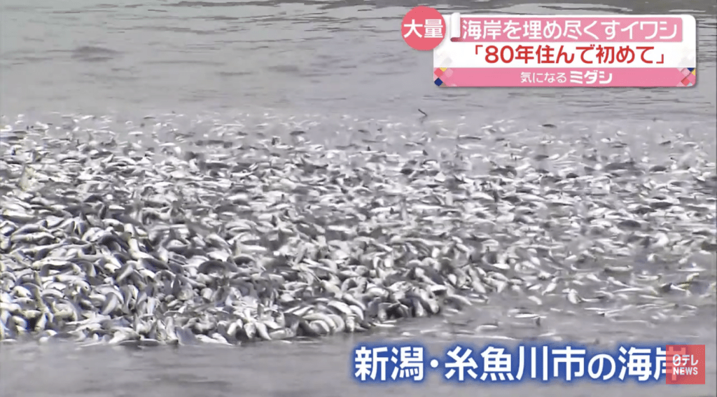 新潟縣海量沙甸魚沖上岸，引居民恐慌。