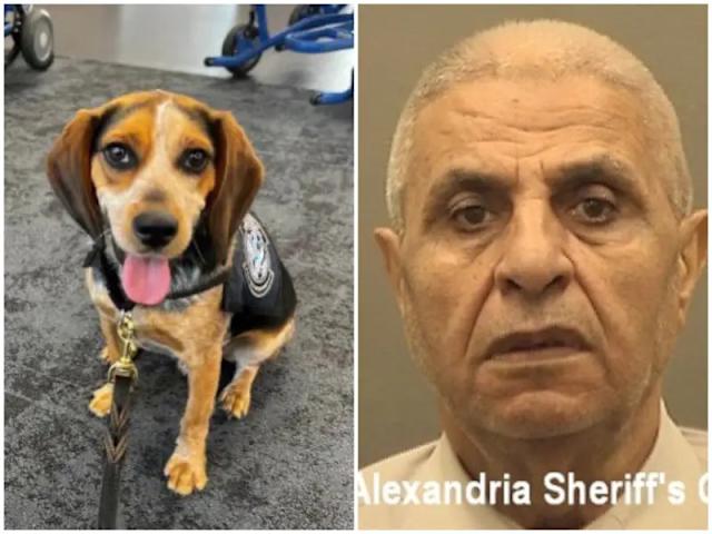 埃及躁漢瑪里踢飛檢疫犬弗雷迪，遭驅逐出境。facebook.com/CBPFieldOps