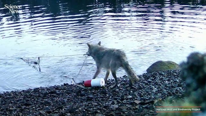 野狼拉动连接浮标的绳索，将沉在深水底部的笼子拉上沙滩。Ecology and Evolution