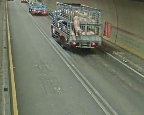 一頭豬公在八卦山隧道中墮到路上，經過半小時才抓回。網圖