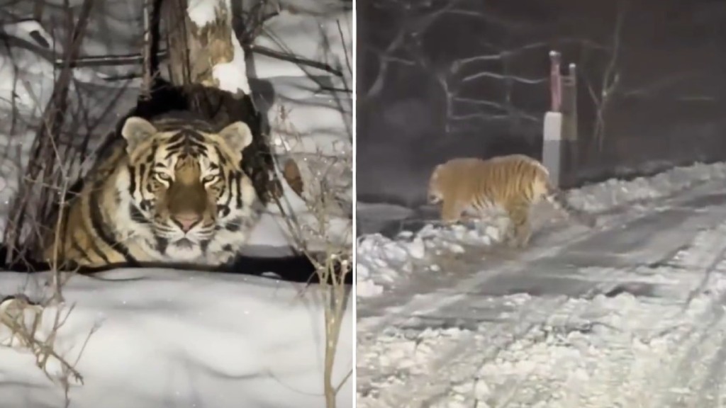 有民眾在吉林雪山上發現東北虎。《新京報》