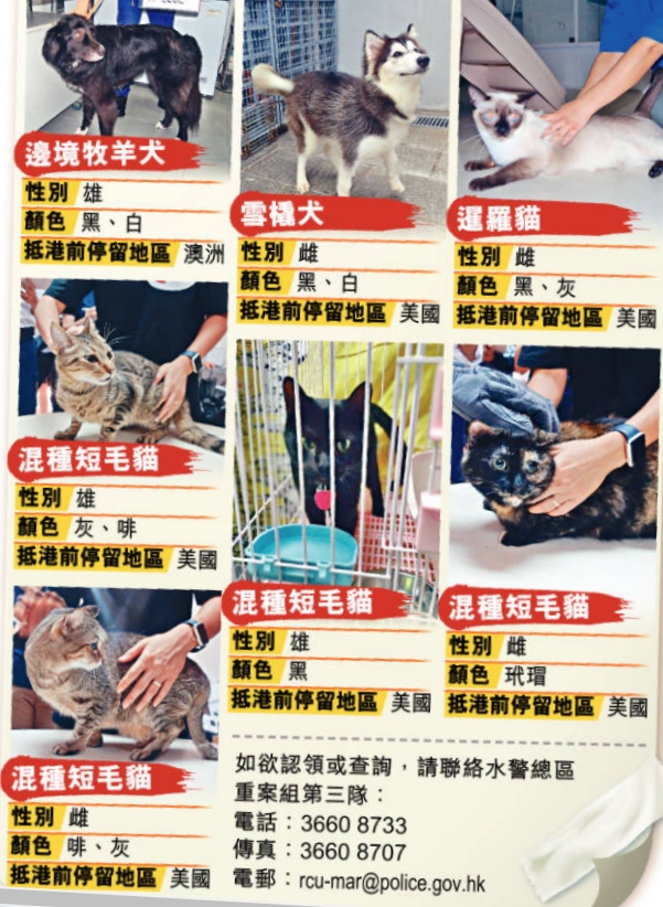 仍有七隻毛孩待領回。