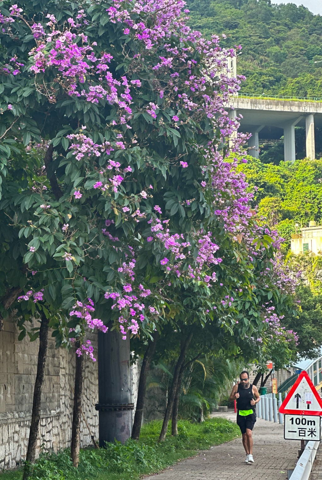 一串串如紫蝴蝶般絢麗的紫色花掛滿樹梢，形成令人驚嘆的紫色花道。