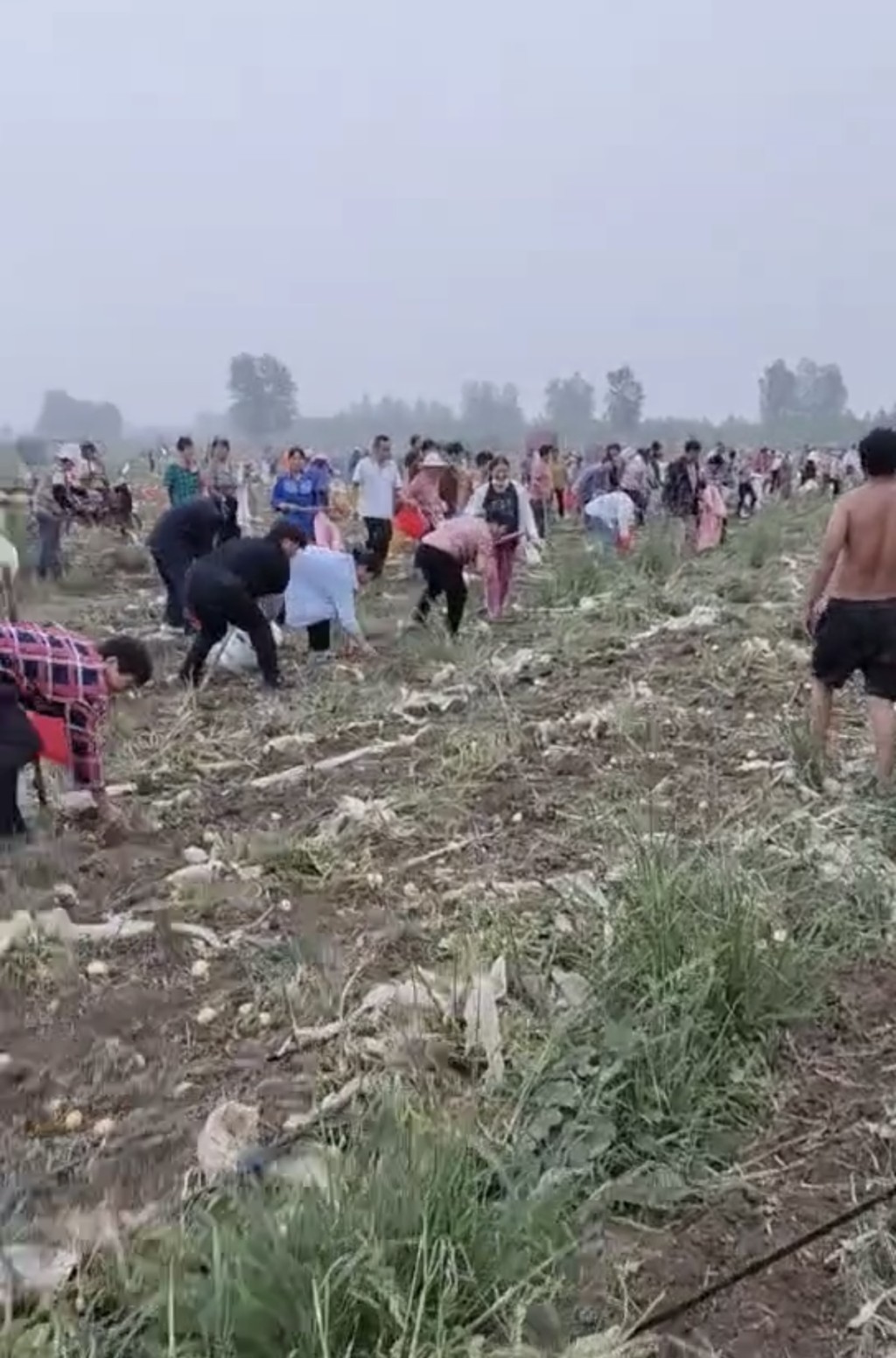 安徽500畝薯仔遭村民瘋搶。抖音@曾凡昌丶 安徽500畝薯仔遭村民瘋搶。抖音@曾凡昌丶