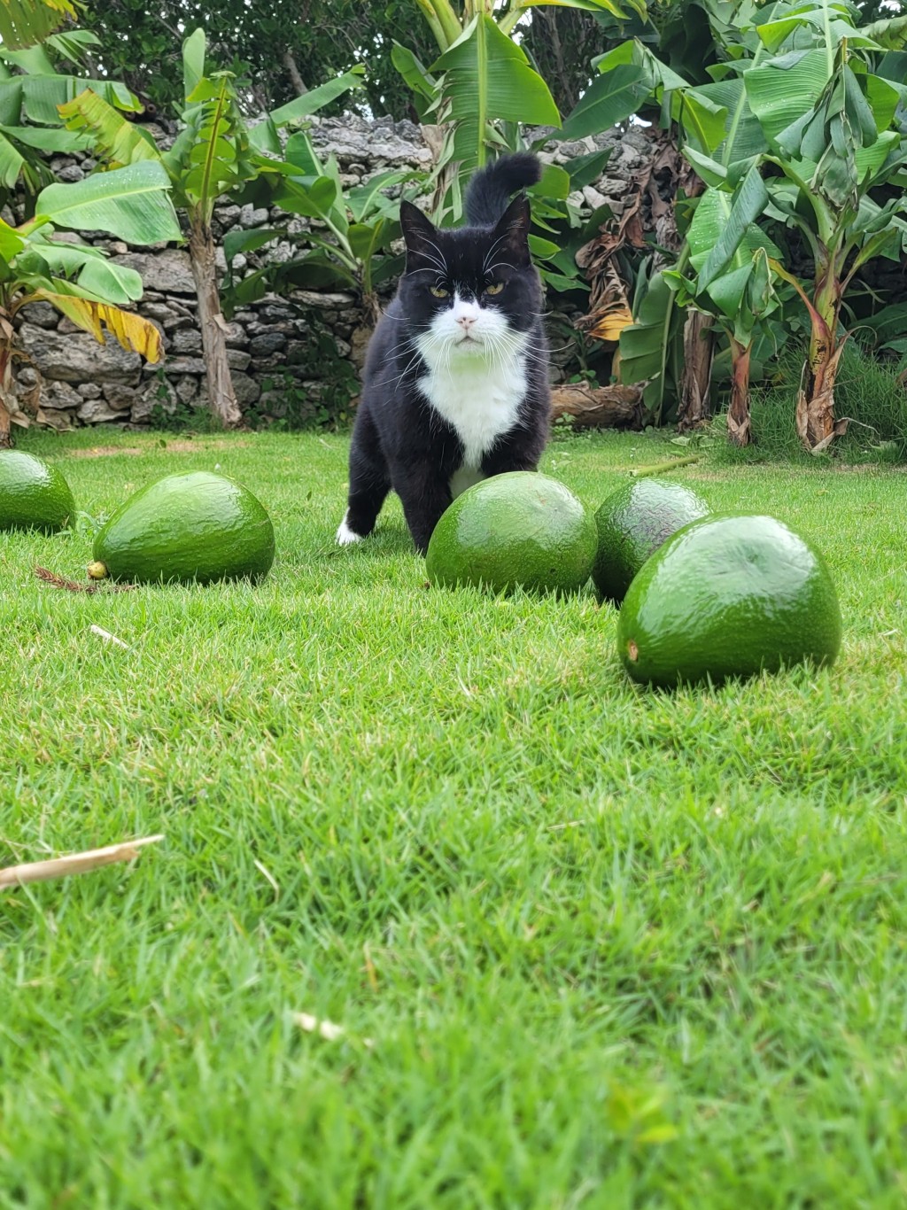 英國外交部前「捕鼠大臣」帕默斯頓逝世,享年12歲。X@DiploMog 英國外交部前「捕鼠大臣」帕默斯頓逝世,享年12歲。X@DiploMog