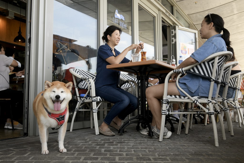 狗隻可進入指定食肆的新措施上月實施,袁旭健認為社會整體反應正面。 狗隻可進入指定食肆的新措施上月實施,袁旭健認為社會整體反應正面。