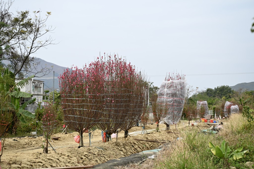 財叔的花場佔地約10萬平方呎，合共種植了約800棵桃花。