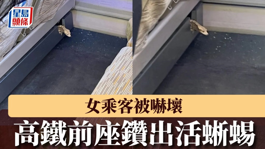 高鐵前座鑽出活蜥蜴，女乘客被嚇壞。