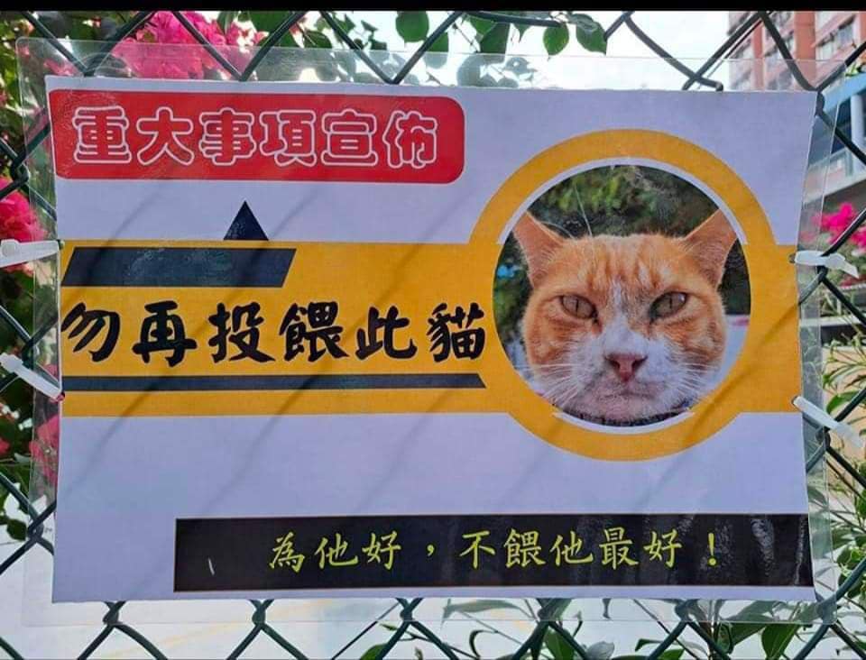 街招大字写明“重大事项宣布 勿再投喂此猫”。网图
