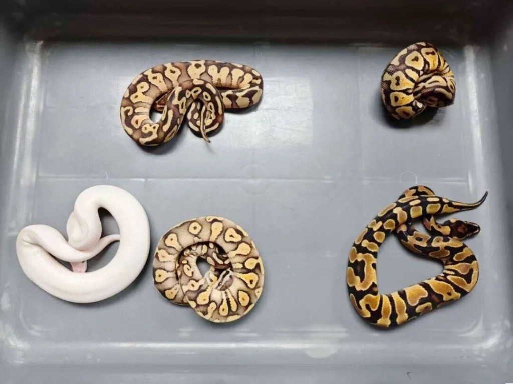 男子北上过关时，被揭发偷运活动球蟒。海关发布