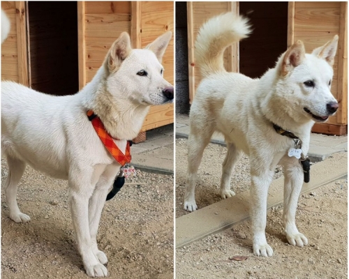 送予文在寅的一對雌雄性豐山犬。AP 