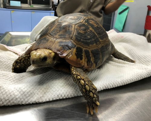 黃頭象龜。嘉道理農場暨植物園 FB