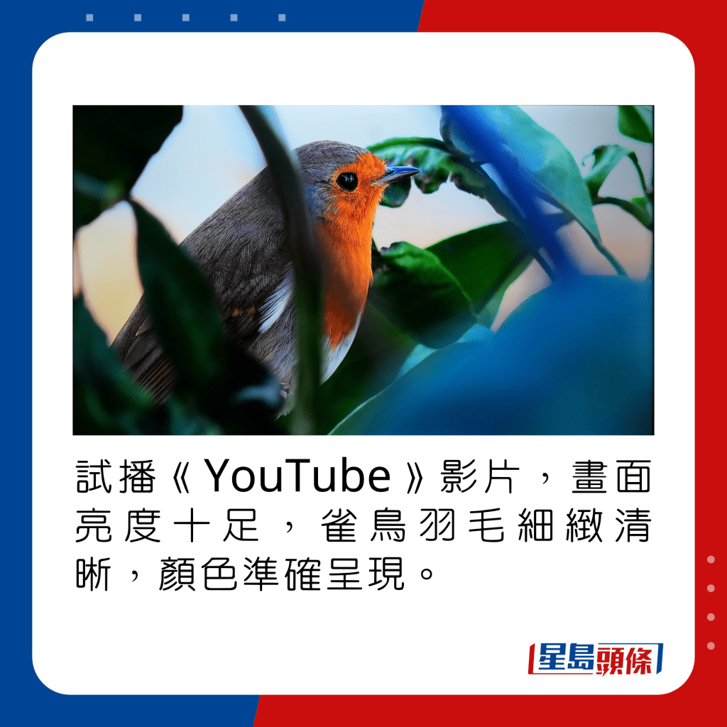 試播《YouTube》影片，畫面亮度十足，雀鳥羽毛細緻清晰，顏色準確呈現。