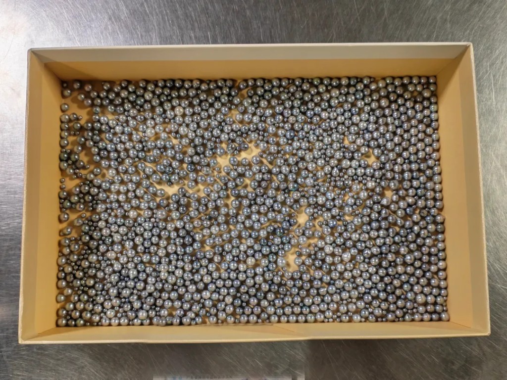 白衣女胯下綁藏1559粒海水珍珠。海關發佈
