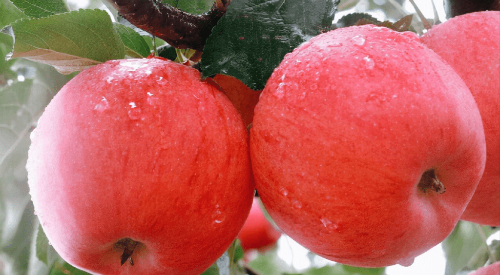 世界第一蘋果（每個21美元，約港幣164元），它是世界上最大的水果之一，重約0.9公斤。這種特殊的蘋果是世界上最貴和最美味的水果之一。據說這種蘋果吃起來會有在口裡融化的感覺。
