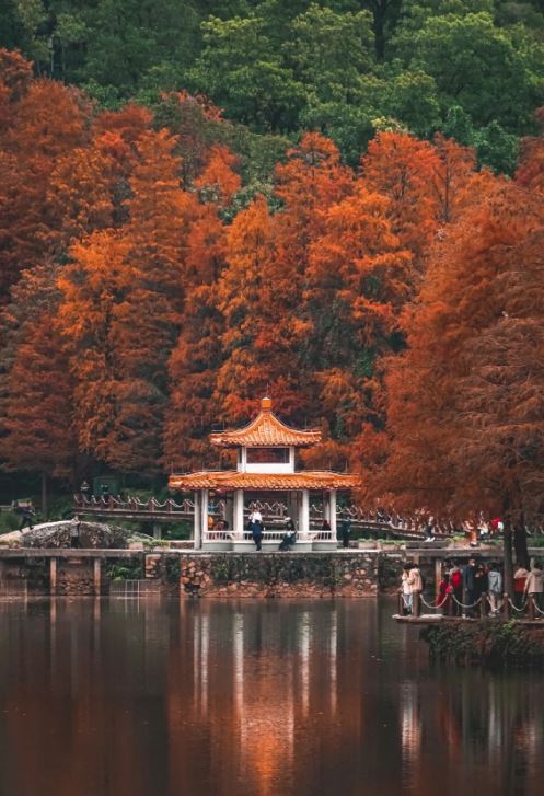 仙湖植物園湖泊景色獨特