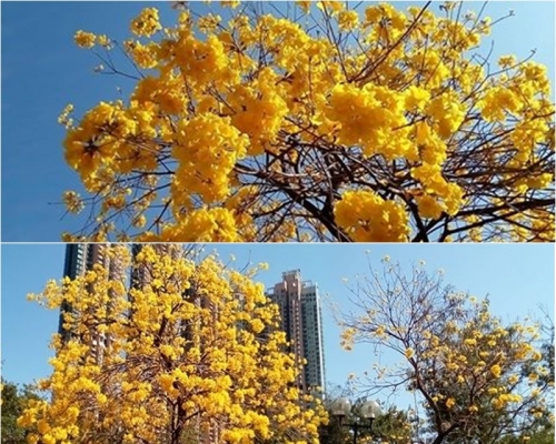 南昌公園黃花風鈴木在藍天下鮮艷奪目。讀者Kwok Shun Nok Harry提供