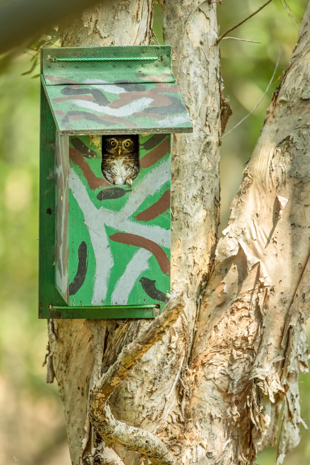 推動採用「基於自然的解決方案」與野生動物友善設計