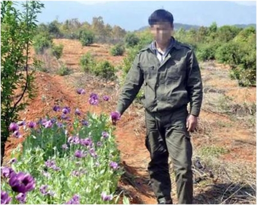 兩名村民菜園中種植逾千株罌粟。