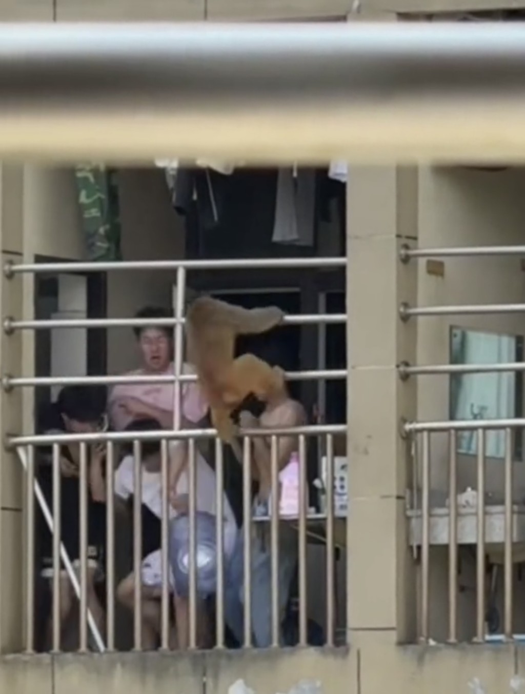 猴子闖入貴州大學宿舍。抖音@煙雨江南秋