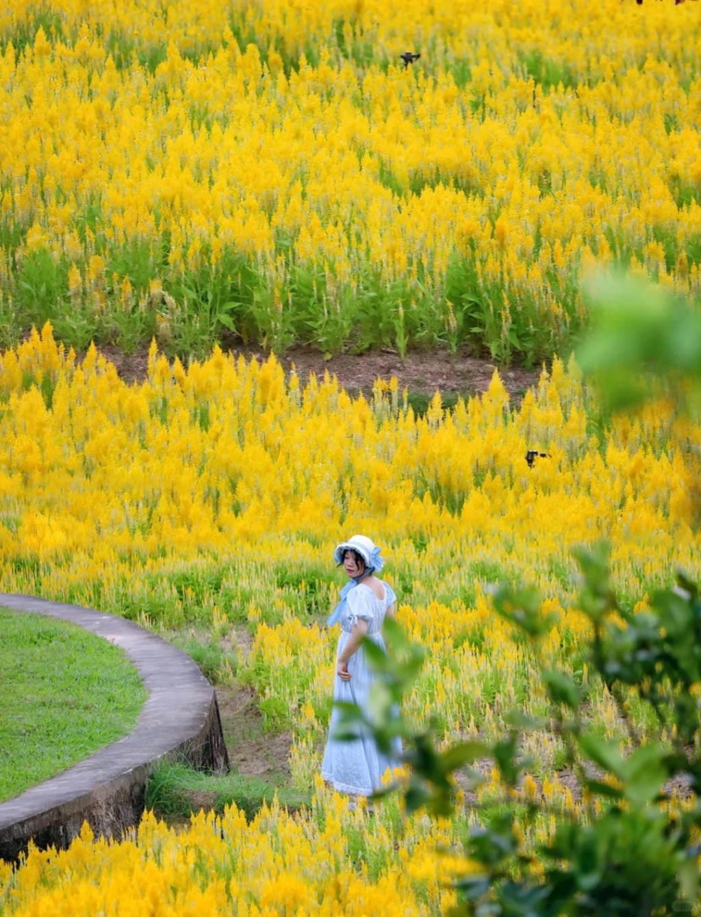 同場亦有紅黃雞冠花海盛放，花海處處（圖片來源：小紅書@阿九十三）