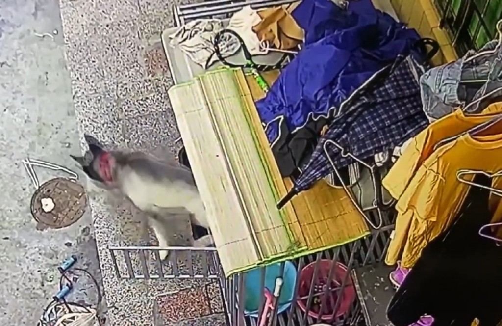 廣東一名女子家中飼養的雪橇犬偷走，到別人家咬死21隻雞。網上圖片