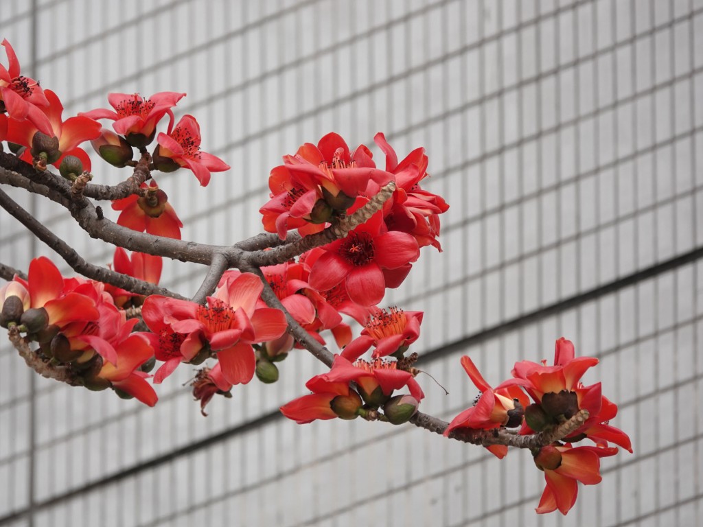 木棉紅色的花，花冠5裂。發展局-綠化、園境及樹木管理組網頁資料
