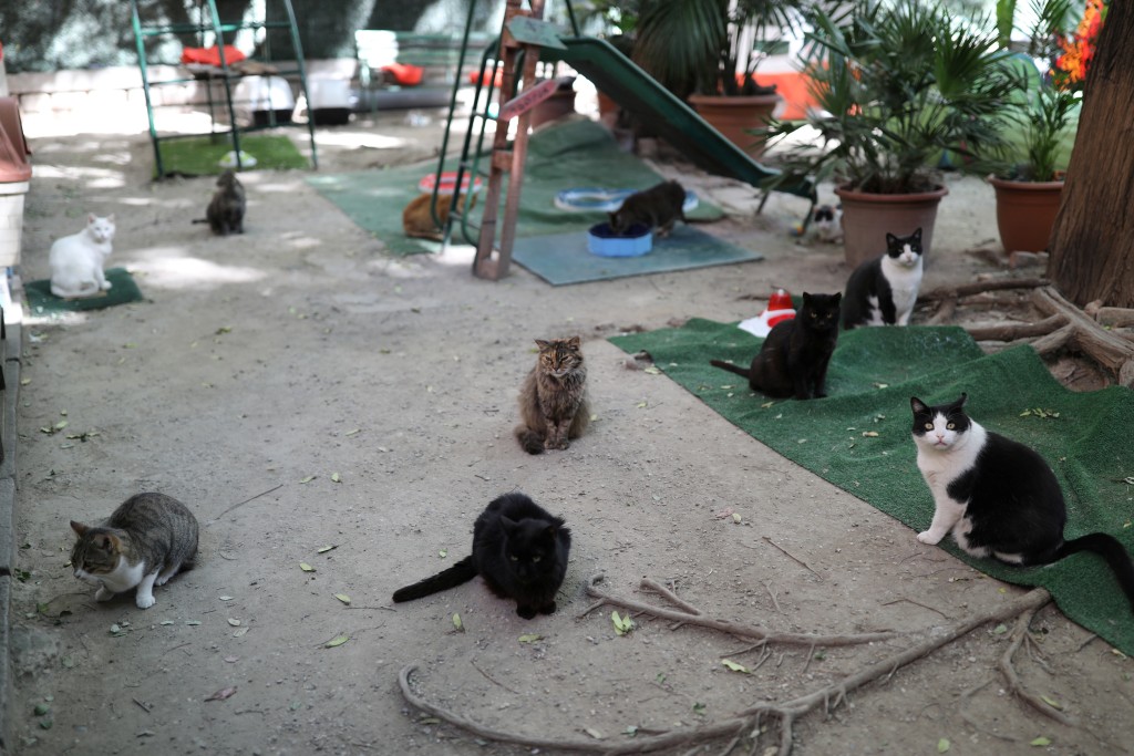 西班牙一处野猫收容中心。路透社