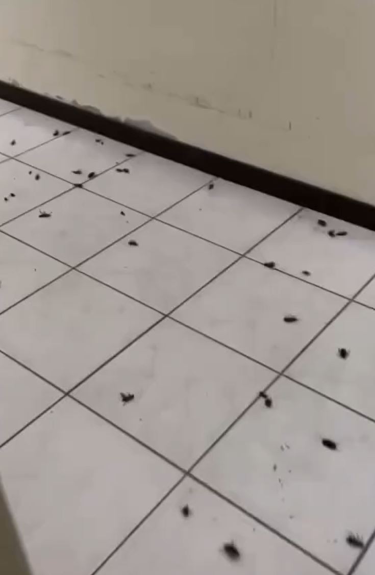 单位外走廊满布蟑螂。（facebook）