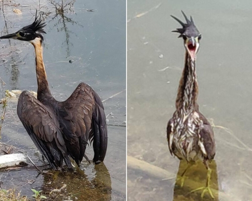 釣友解救被纏魚絲怪鳥，竟是全球僅數百隻極罕「海南鳽」。網圖