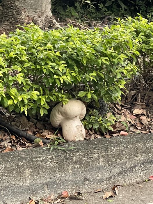 该棵菇位于道路旁边。网图