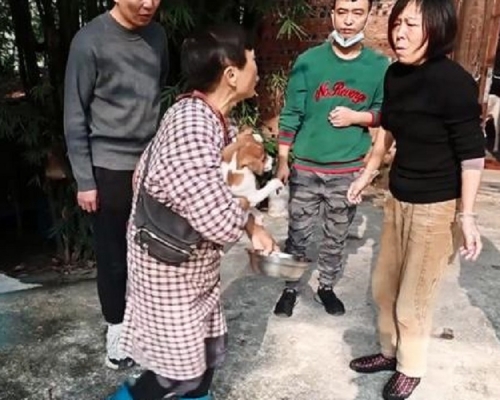 重慶68歲老人救助上千隻流浪動物。網上圖片