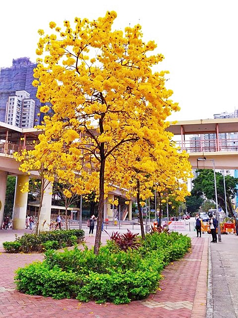 讀者Kwok Shun Nok提供