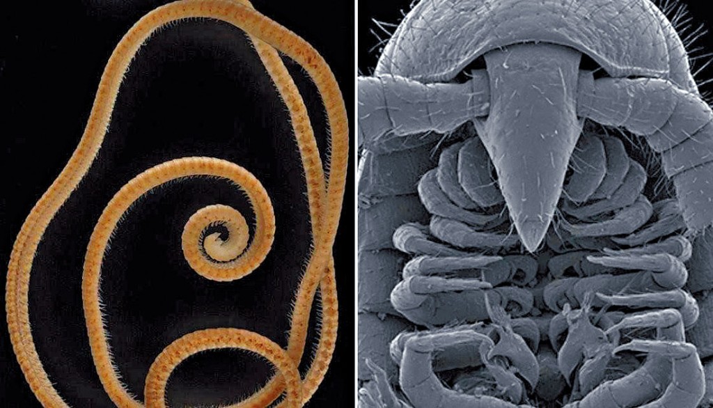 ■左图为一条雌性千足虫，右图为一条雄性千足虫的头和生殖器的显微图片。