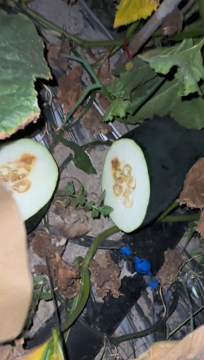 唐先生半夜“扑瓜”片爆红，凭听敲击声可猜到瓜的好坏。抖音@ 小唐菜业合作社