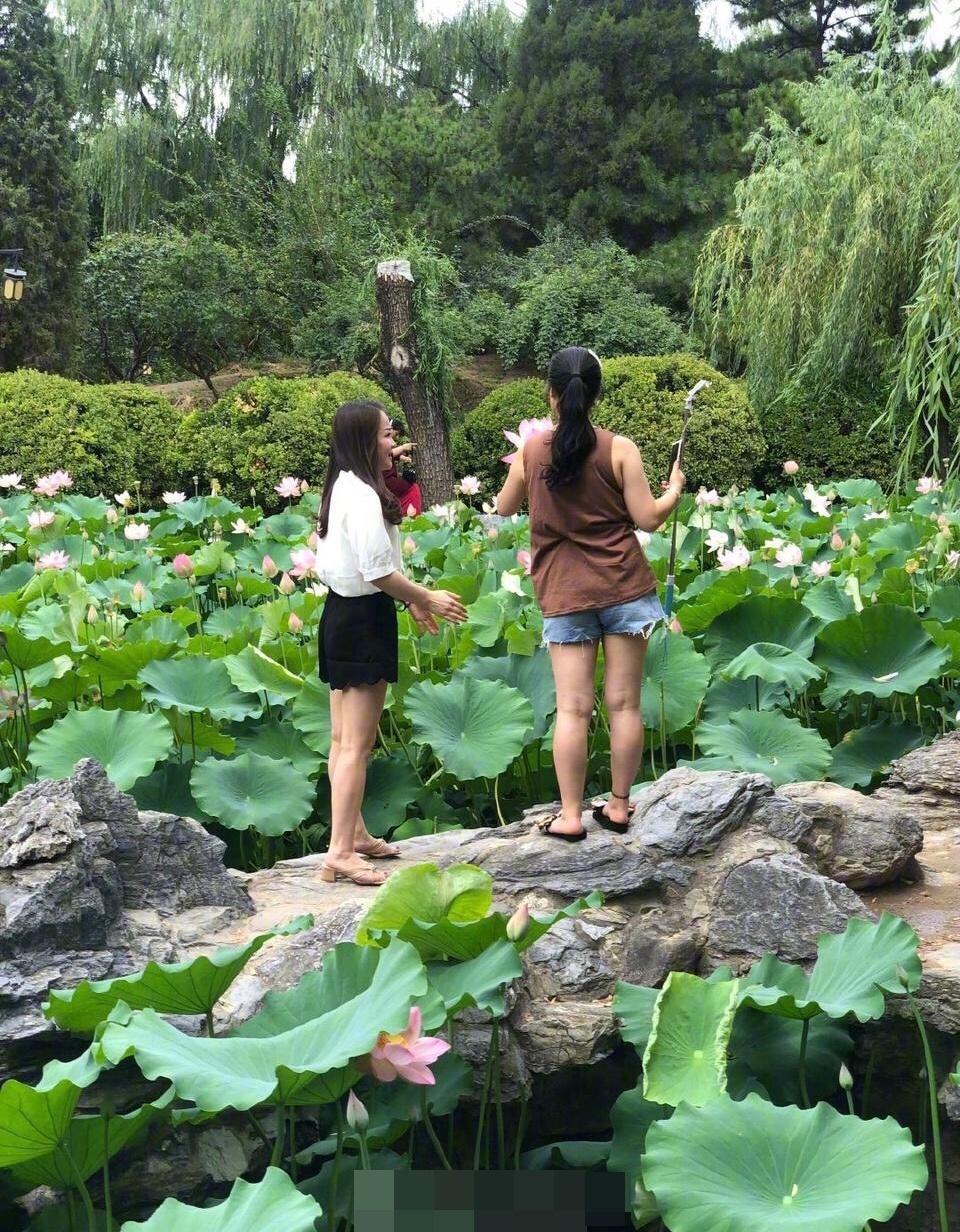 有內地網友爆料，部分遊客將荷花摘下拍照。網圖