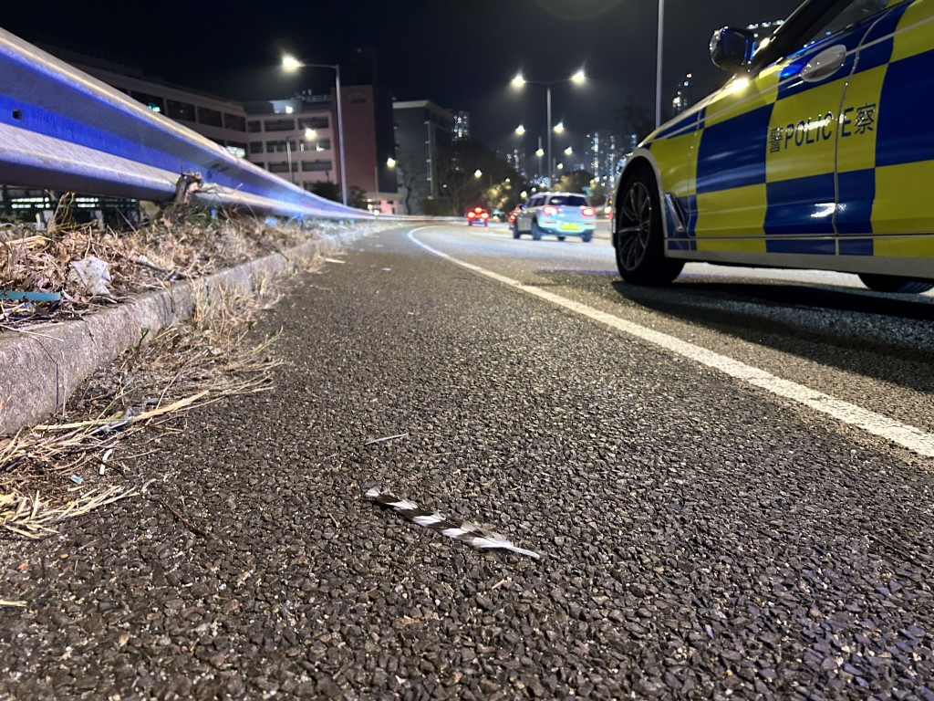 事後現場遺羽毛及懷疑雀鳥殘骸。資料圖片