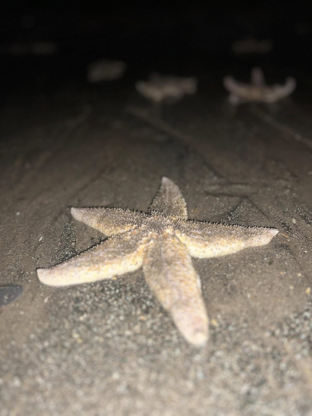 苏格兰海滩数千只海星搁浅岸边。图片来源：Facebook @ Fife jammer locations