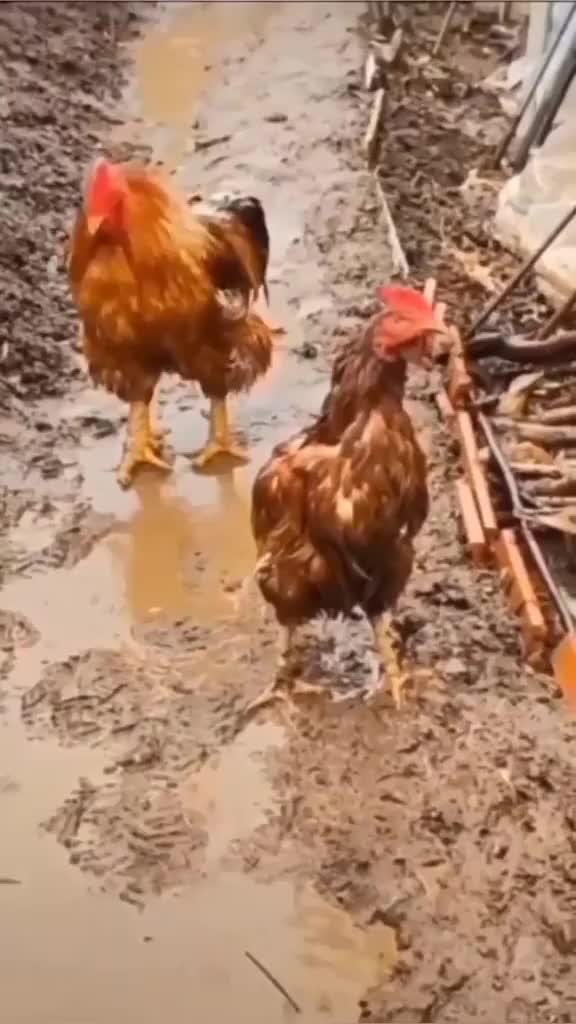 網上流傳一段雞紳士短片，片中雞的舉動叫人肅然起敬。網上截圖
