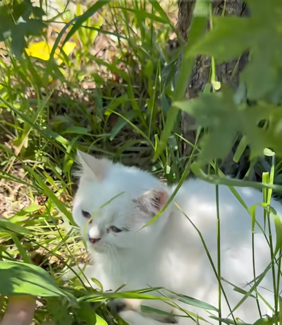 遼寧省瀋陽市近日有上百隻小貓被遺棄。宮平與流浪動物的十四年@小紅書