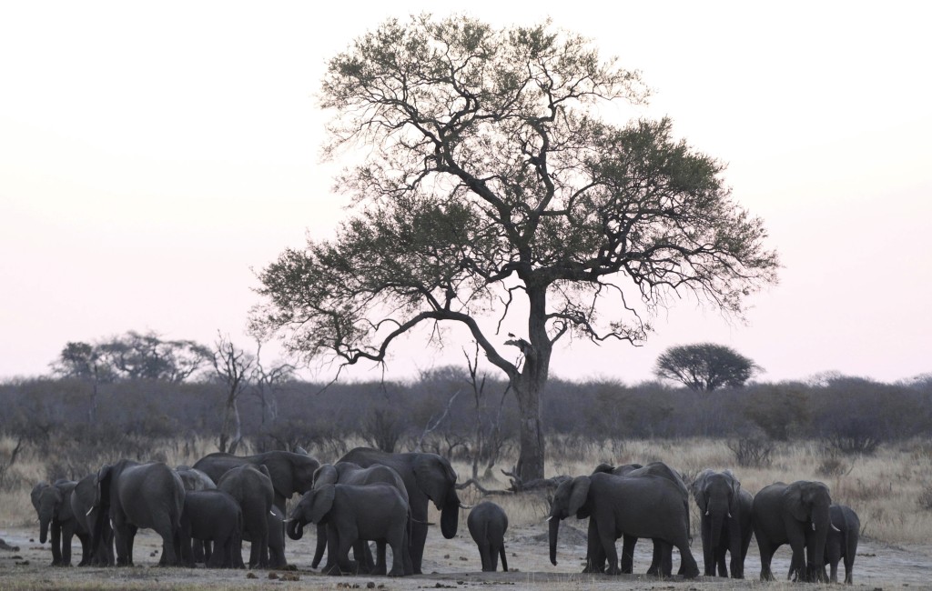 動物保護區內有是斑馬、大象、河馬、獅子等野動物。路透社資料圖片