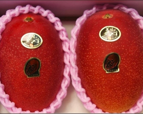 日本宮崎縣產頂級芒果「太陽蛋」年度首拍，一盒2個的「太陽蛋」以50萬日圓成交，創下紀錄。(網圖)