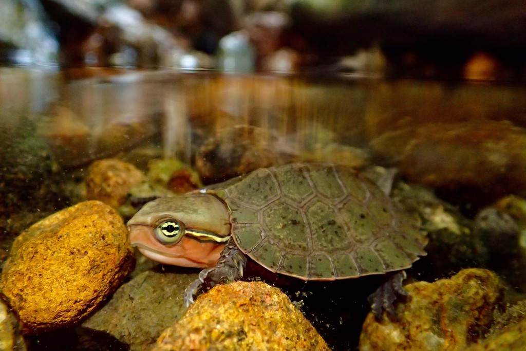 大頭龜被國際組織列為極度瀕危。網上圖片