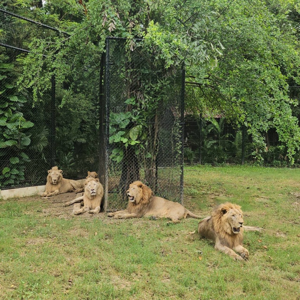 曼谷Safari World的獅子。 fb 曼谷Safari World的獅子。 fb
