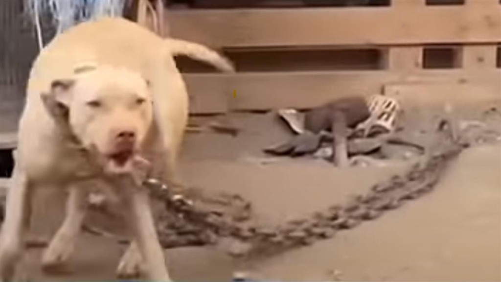 台灣一隻比特犬咬死三歲小童。網圖