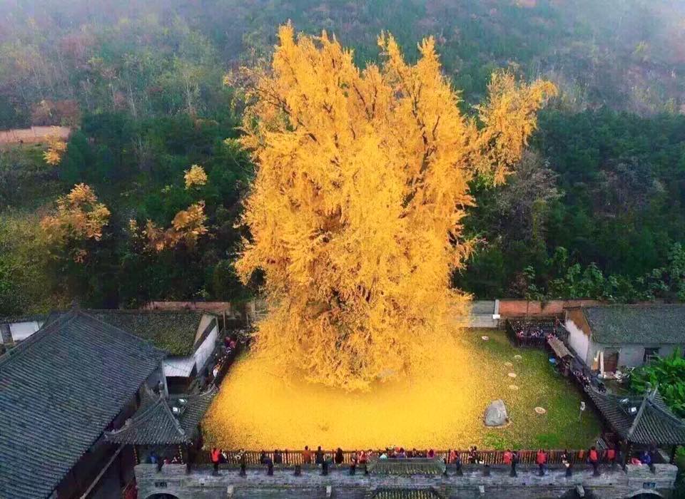 西安千年爆炸銀杏樹。網圖